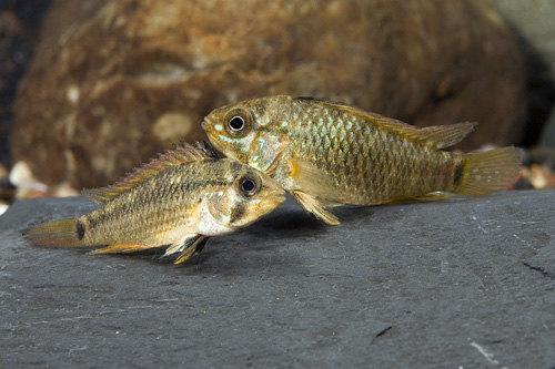 picture of Apistogramma Piauensis Cichlid Pair                                                                  Apistogramma piauenses