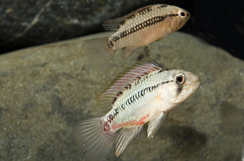 picture of Red Stroke Apistogramma Hongsloi Cichlid Reg                                                         Apistogramma hongsloi 'Red Stroke'