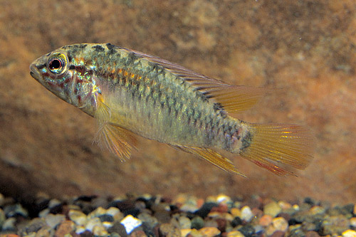 picture of Redtail Apistogramma Macmasteri Cichlid Pair                                                         Apistogramma macmasteri 'Redtail'