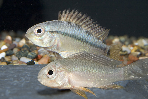 picture of Rio Madiera Apistogramma sp. Cichlid Pair                                                            Apistogramma sp.  var. Rio Madiera