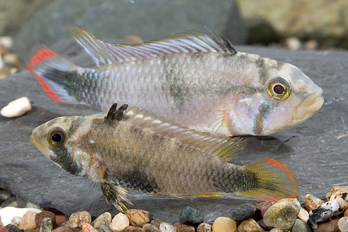 picture of Sky Blue Apistogramma Pandurini Cichlid Pair                                                         Apistogramma pandurini 'Sky Blue'