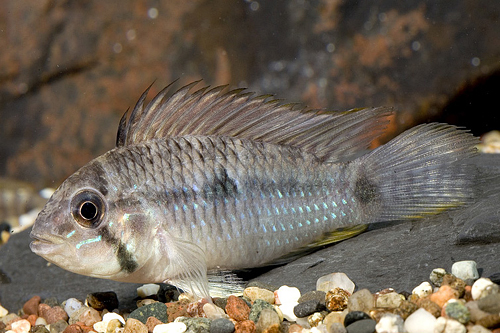 picture of Apistogramma Steinachneri Cichlid Reg                                                                Apistogramma steindachneri