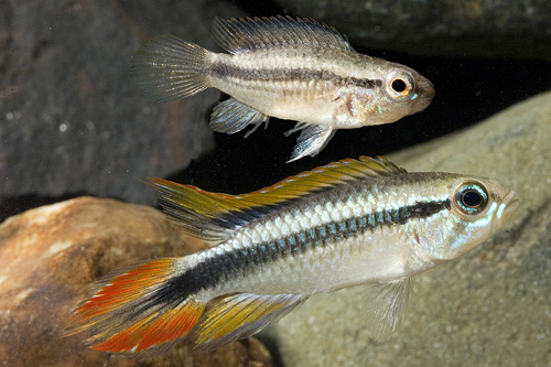 picture of Tefe Red Apistogramma Agassizi Cichlid Pair                                                          Apistogramma agassizii var. Rio Tefe red