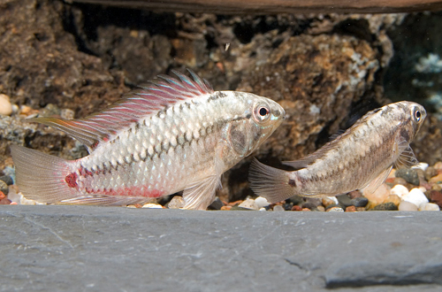 picture of Gold/ Red Apistogramma Hongsloi Cichlid Pair                                                         Apistogramma hongsloi 