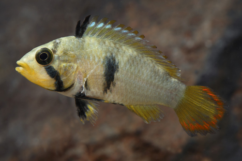 picture of Apistogramma Pandurini Cichlid Reg                                                                   Apistogramma pandurini