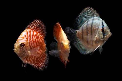 picture of Assorted Discus Sml                                                                                  Symphysodon aequifasciatus