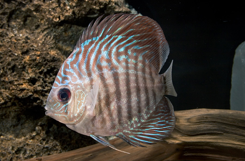 picture of Blue Snakeskin Discus M/L                                                                            Symphysodon aequifasciatus