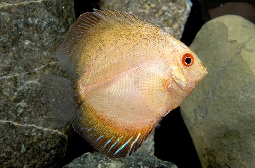 picture of Gold Pigeon Blood Discus Sml                                                                         Symphysodon aequifasciatus