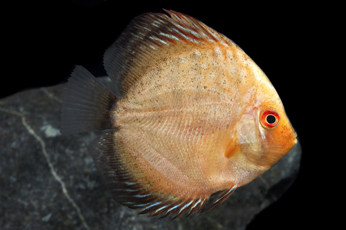 picture of Gold Pigeon Blood Discus Reg                                                                         Symphysodon aequifasciatus