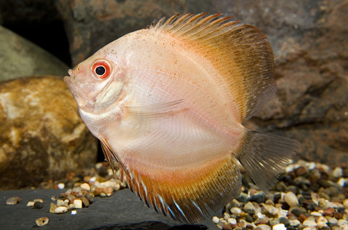 picture of Gold Pigeon Blood Discus M/L                                                                         Symphysodon aequifasciatus