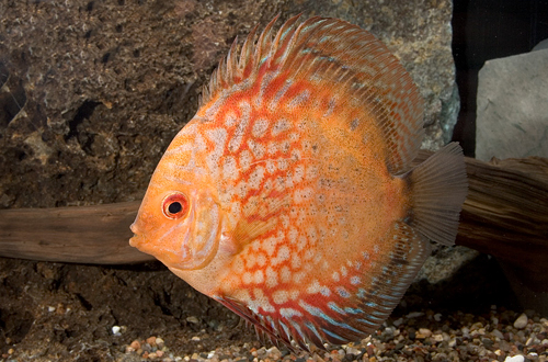 picture of Gold Pigeon Blood Discus Lrg                                                                         Symphysodon aequifasciatus