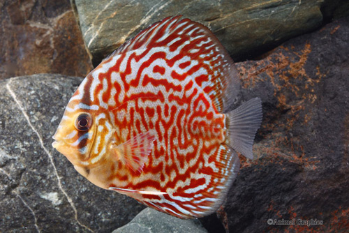 picture of Leopard Discus Med                                                                                   Symphysodon aequifasciatus