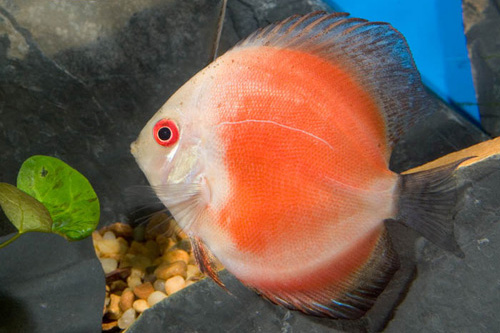 picture of Red Marlboro Discus Med                                                                              Symphysodon aequifasciatus