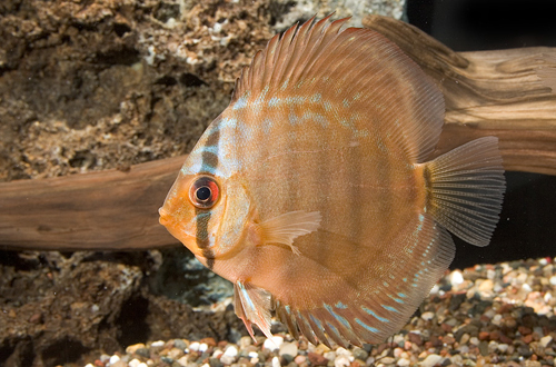 picture of Red Turquoise Discus Reg                                                                             Symphysodon aequifasciatus