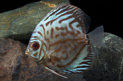 picture of Red Turquoise Discus M/S                                                                             Symphysodon aequifasciatus