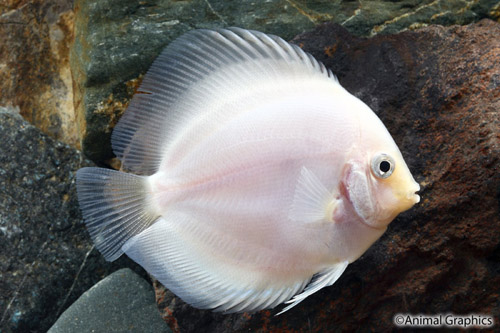 picture of Snow White Discus Reg                                                                                Symphysodon aequifasciatus