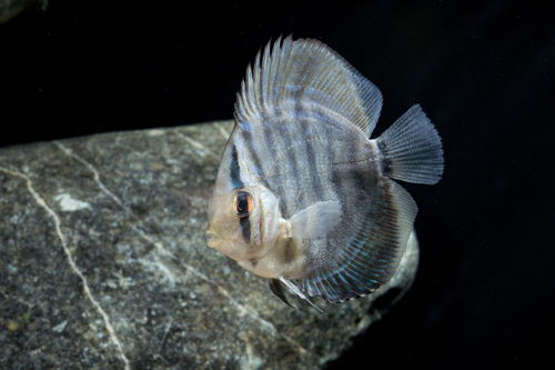 picture of Blue Turquoise Discus M/L                                                                            Symphysodon aequifasciatus