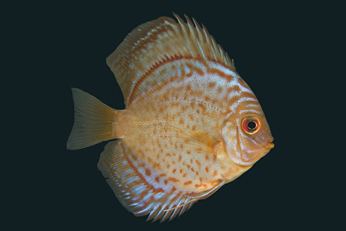 picture of Checkerboard Blue Discus Med                                                                         Symphysodon aequifasciatus