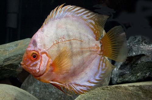 picture of Cobalt Purple Discus Med                                                                             Symphysodon aequifasciatus