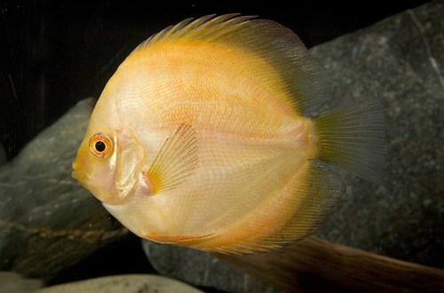 picture of Golden Rainbow Discus M/S                                                                            Symphysodon aequifasciatus