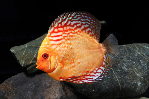 picture of Golden Rainbow Discus Lrg                                                                            Symphysodon aequifasciatus