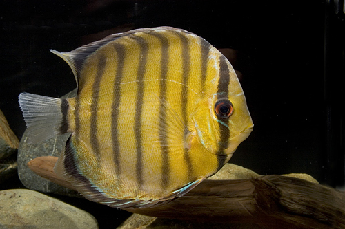 picture of Green Discus M/S                                                                                     Symphysodon aequifasciatus