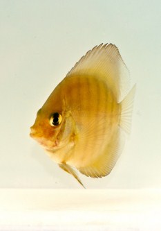 picture of Red Alenquer Discus Reg                                                                              Symphysodon aequifasciatus