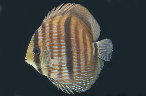 picture of Red Heckel Discus Tank Raised Lrg                                                                    Symphysodon discus