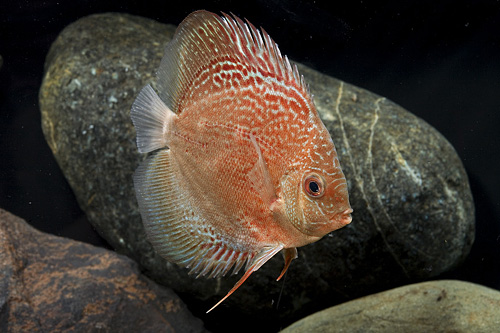 picture of Red Scribble Discus Reg                                                                              Symphysodon aequifasciatus