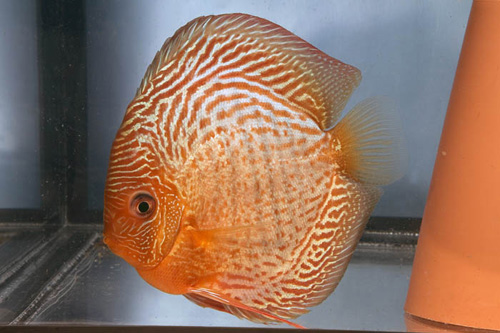 picture of Snakeskin Discus M/L                                                                                 Symphysodon aequifasciatus