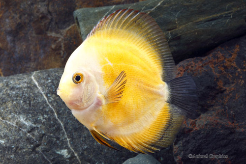 picture of Yellow Marlboro Discus M/S                                                                           Symphysodon aequifasciatus