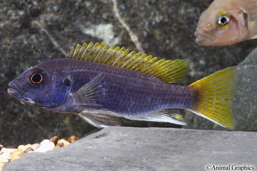 picture of Pseudotropheus Acei Cichlid Sml                                                                      Pseudotropheus acei  