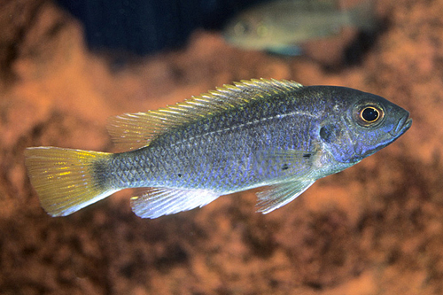 picture of Pseudotropheus Acei Cichlid Med                                                                      Pseudotropheus acei  