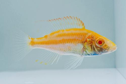 picture of Albino Dimidochr.Compressiceps Cichlid Sml                                                           Dimidiochromis compressiceps 'Albino'