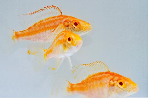 picture of Albino Dimidochr. Compressiceps Cichlid Reg                                                          Dimidiochromis compressiceps 'Albino'