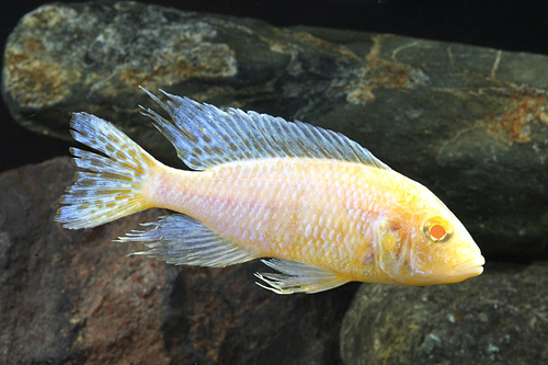 picture of Albino Peacock Cichlid Reg                                                                           Aulonocara sp. 'Albino'