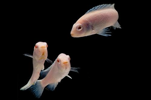 picture of Albino Socolofi Cichlid Sml                                                                          Pseudotropheus socolofi 'Albino'