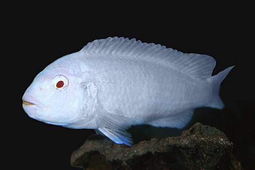 picture of Albino Socolofi Cichlid Lrg                                                                          Pseudotropheus socolofi 'Albino'