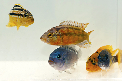 picture of Assorted African Cichlid Lrg                                                                         Melanochromis. Pseudotropheus, Maylandia + spp.