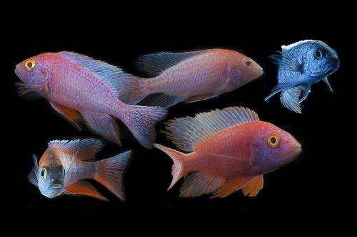 picture of Assorted Aulonocara Peacock Cichlid Reg                                                              Aulonocara spp.