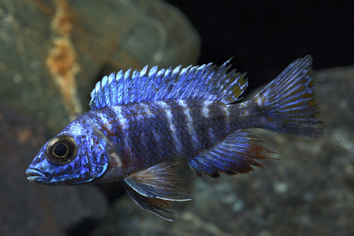 picture of Flavescent Peacock Cichlid Reg                                                                       Aulonocara stuartgranti 'Flavescent Peacock'