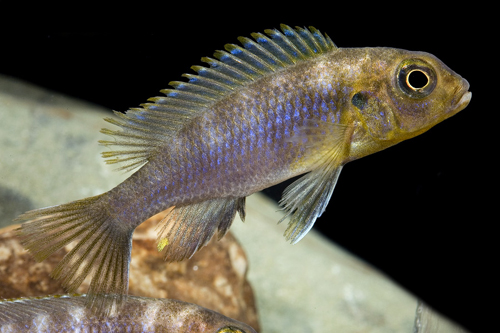 picture of Pseudotropheus Aurora Cichlid Med                                                                    Pseudotropheus aurora mozambique