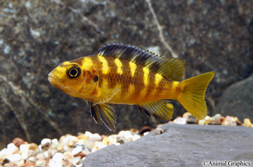 picture of Bumblebee Maylandia Ornatus Cichlid Reg                                                              Pseudotropheus crabro