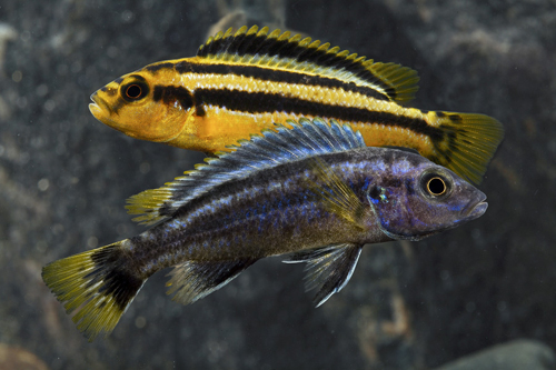 picture of Chipokae Cichlid Med                                                                                 Melanochromis chipokae