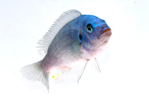 picture of Cobalt Blue Zebra Cichlid Sml                                                                        Maylandia zebra 'Cobalt'