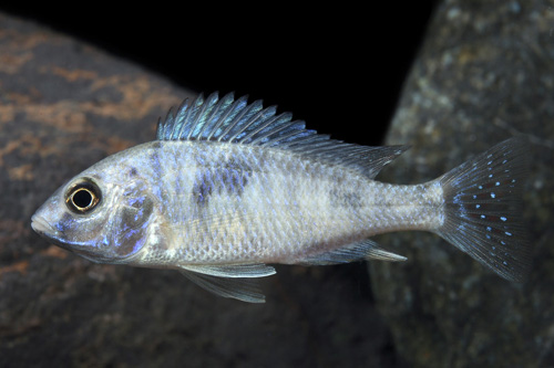 picture of Cyrtocara Moorii Cichlid M/S                                                                         Cyrtocara moorii