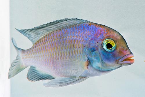 picture of Cyrtocara Moorii Cichlid M/L                                                                         Cyrtocara moorii