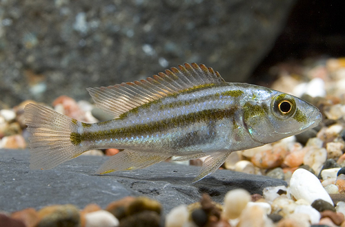 picture of Dimidiochromis Compressiceps Cichlid Reg                                                             Dimidiochromis compressiceps