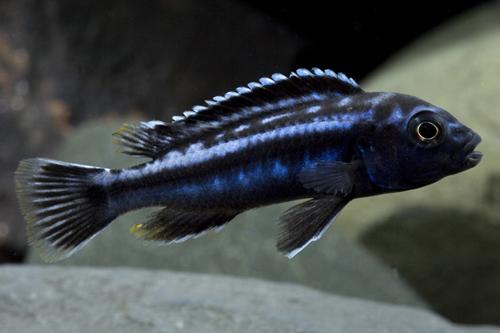 picture of Electric Blue Johanni Cichlid Sml                                                                    Melanochromis cyaneorhabdos