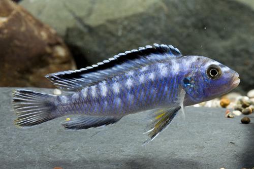 picture of Pseudotropheus Elongatus Cichlid Sml                                                                 Pseudotropheus elongatus